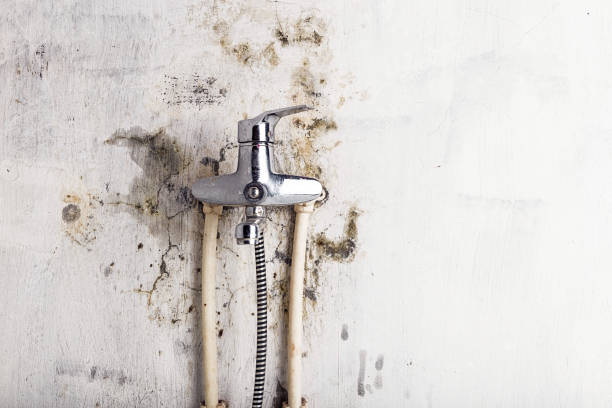 Best Mold Remediation  in West Clarkston Highland, WA