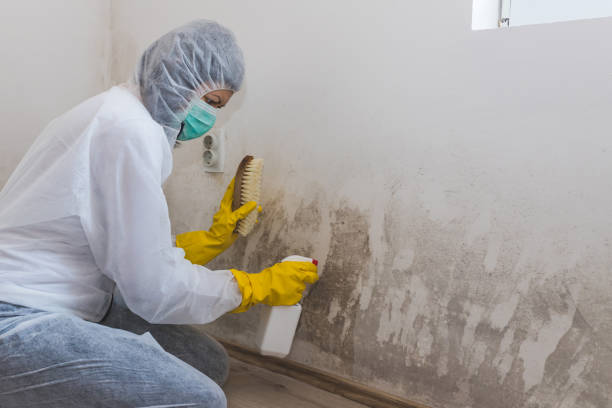 Certified Mold Removal in West Clarkston Highland, WA