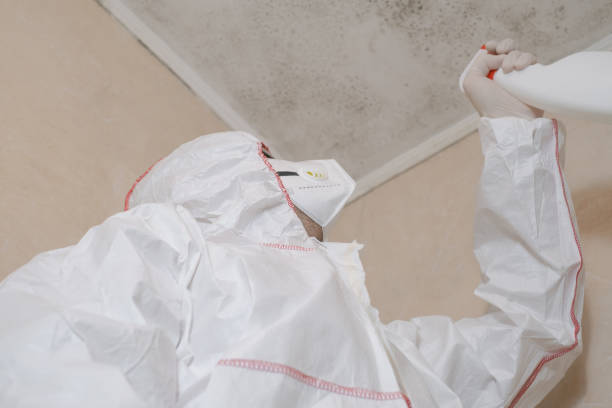 Best Professional Mold Removal  in West Clarkston Highland, WA