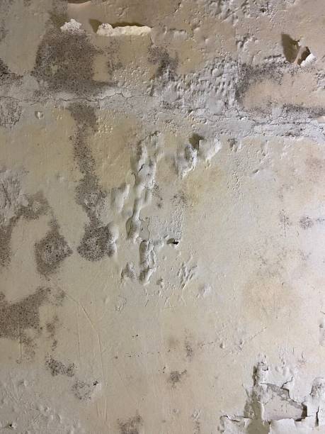Professional Mold Removal in West Clarkston Highland, WA