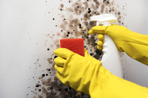 Office Mold Removal Services in West Clarkston Highland, WA