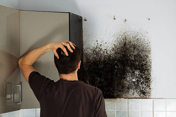 Attic Mold Removal in West Clarkston Highland, WA