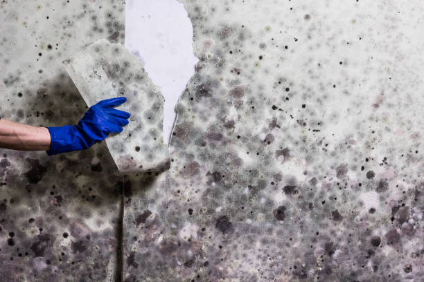 Home Mold Removal in West Clarkston Highland, WA