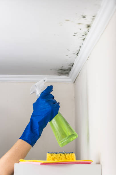 Best Home Mold Removal  in West Clarkston Highland, WA